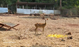 Dong Nai wildlife center rehabilitates thousands for return to the wild